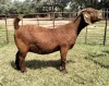 1X KALAHARI RED PREGNANT STUD DOE RATELPOST KALAHARI REDS