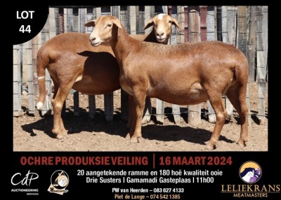 2X MEATMASTERS EWE LELIEKRANS MEATMASTERS