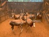 F: 7 T: 7 X Blesbuck (Per Piece to take the lot) - 3