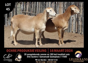 2X MEATMASTERS EWE LELIEKRANS MEATMASTERS