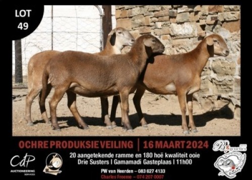 3X MEATMASTERS EWE B3GENETICS