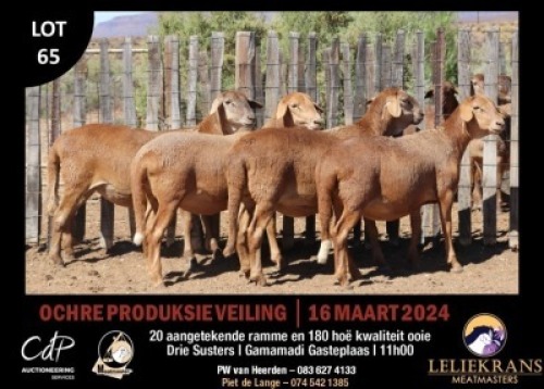 4X MEATMASTERS EWE LELIEKRANS MEATMASTERS