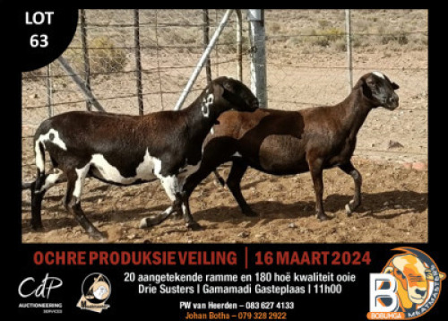 2X MEATMASTERS EWE BOBUMGA MEATMASTERS