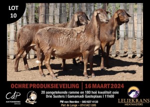 3X MEATMASTERS EWE LELIEKRANS MEATMASTERS