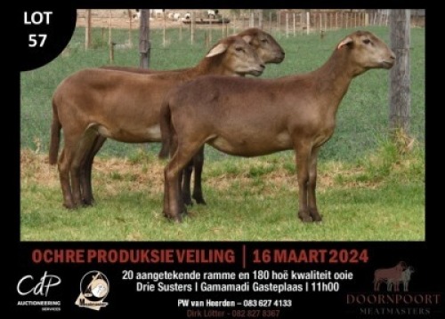 3X MEATMASTERS EWE DOORNPOORT MEATMASTERS