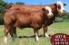 1X SIMMENTALER Baba (AI) FEMALE TOVERBERG - 2