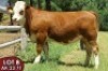 1X SIMMENTALER AK2371(ET) FEMALE TOVERBERG