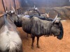 M: 1 F: 3 T: 4 X Blue Wildebeest(Per Piece to take the lot) - 2