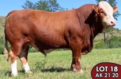 1X SIMMENTALER Vastrap (AI) (ET) MALE TOVERBERG