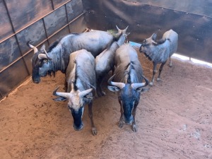 F: 5 T: 5 X Blue Wildebeest (Per Piece to take the lot)