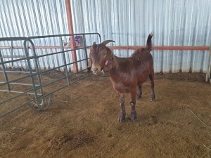 LOT  63 -  1X (F) KALAHARI RED  JAN SQUARE FARMING/JAN BEUKES