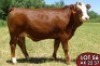 1X SIMMENTALER Jana (TW) FEMALE TOVERBERG - 2
