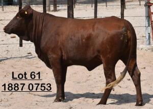 1X Bonsmara Heifer Adams Farming