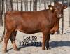 1X Bonsmara Heifer Koffie Farm Holdings