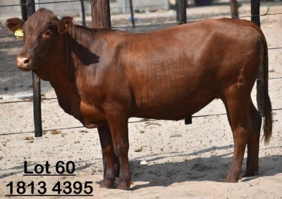 1X Bonsmara Heifer Adams Farming