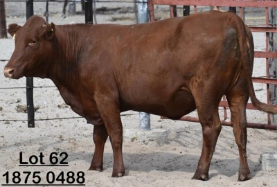 1X Bonsmara Heifer Green Haven Ranching