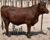 1X Bonsmara Heifer Green Haven Ranching