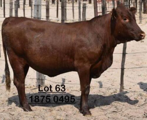 1X Bonsmara Heifer Green Haven Ranching