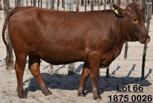 1X Bonsmara Heifer Koffie Farm Holdings