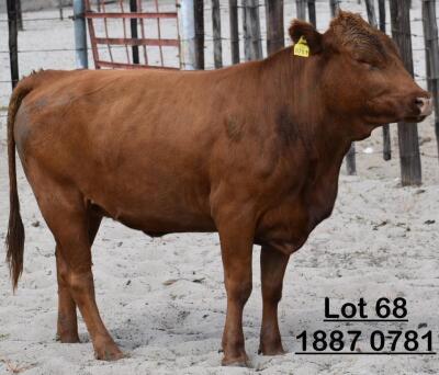 1X Bonsmara Heifer Adams Farming