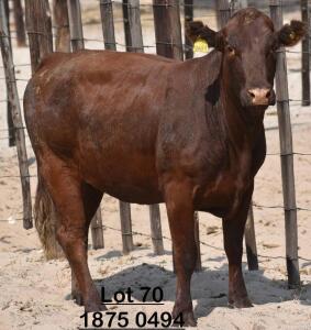 1X Bonsmara Heifer Green Haven Ranching