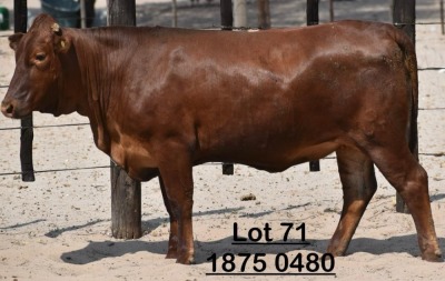 1X Bonsmara Heifer Green Haven Ranching