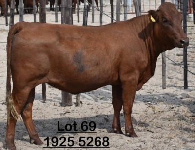 1X Bonsmara Heifer Adams Farming