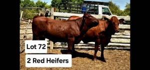 2X Bonsmara Heifer Eras Van Niekerk