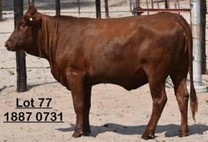 1X Bonsmara Heifer Adams Farming