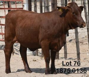 1X Bonsmara Heifer Adams Farming