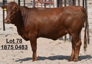 1X Bonsmara Heifer Green Haven Ranching