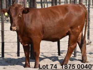 1X Bonsmara Heifer Koffie Farm Holdings