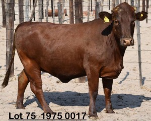 1X Bonsmara Heifer Koffie Farm Holdings