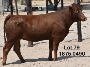 1X Bonsmara Heifer Green Haven Ranching