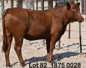 1X Bonsmara Heifer Koffie Farm Holdings