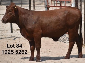 1X Bonsmara Heifer Adams Farming