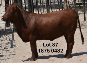 1X Bonsmara Heifer Green Haven Ranching