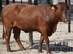 1X Bonsmara Heifer Koffie Farm Holdings