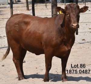 1X Bonsmara Heifer Green Haven Ranching