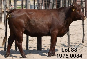 1X Bonsmara Heifer Koffie Farm Holdings