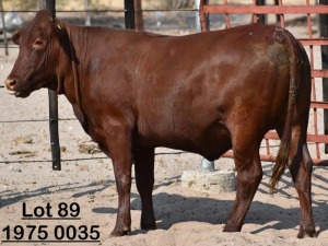 1X Bonsmara Heifer Koffie Farm Holdings