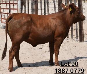 1X Bonsmara Heifer Adams Farming