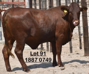 1X Bonsmara Heifer Adams Farming