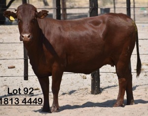 1X Bonsmara Heifer Green Haven Ranching