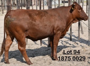 1X Bonsmara Heifer Koffie Farm Holdings