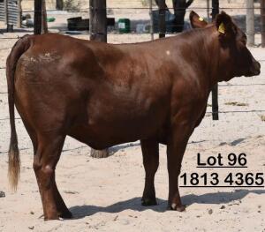 1X Bonsmara Heifer Adams Farming