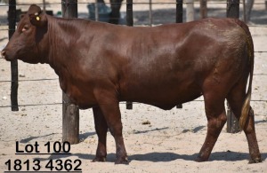 1X Bonsmara Heifer Adams Farming