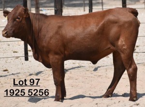 1X Bonsmara Heifer Adams Farming