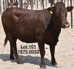 1X Bonsmara Heifer Koffie Farm Holdings