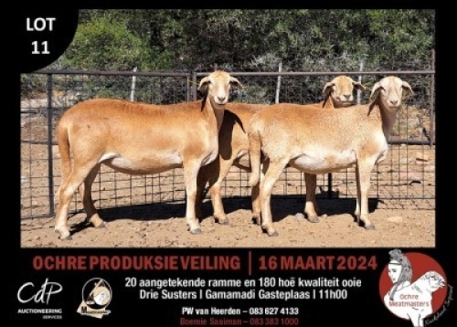 3X MEATMASTERS EWE OCHRE MEATMASTERS